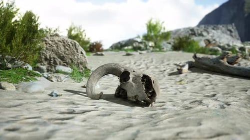 Desert Ram Skull in Arid Landscape