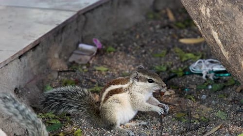 Eichhörnchen isst Essen im Freien mit verschwommenem Hintergrund am Tag
