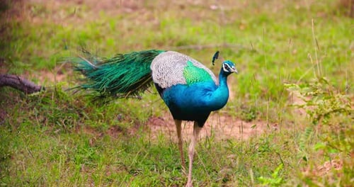 Vibrant Peacock Foraging for Food in Grassy Field