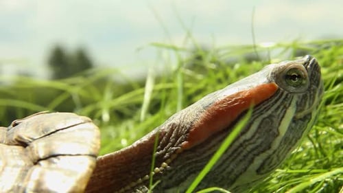 Gros plan d'une tortue à tête rouge avec des marques distinctives dans l'herbe verte
