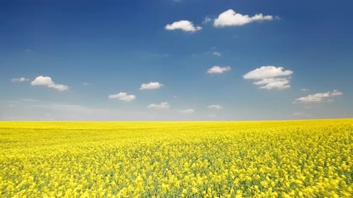 Drone Footage of Rapeseed Agricultural Landscape with Growing Yield