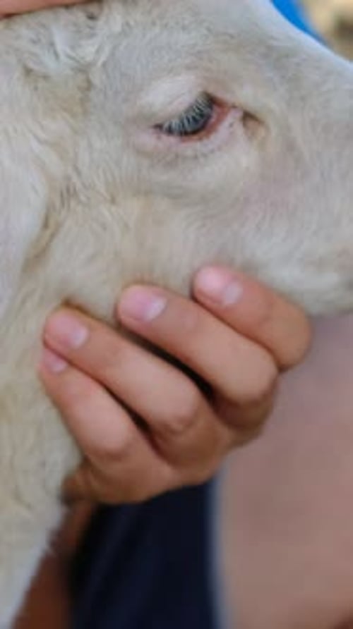 Person Gently Holds Head of Pale Sheep