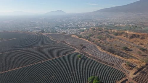 Tequila Town and Agave Fields