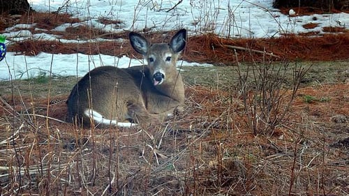 A lone Doe white tail deer in winter garden