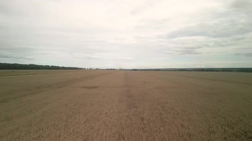 Wheat field aerial view in Ukraine
