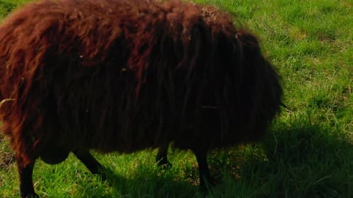 Sheep Grazing On Green Pasture - Close Up