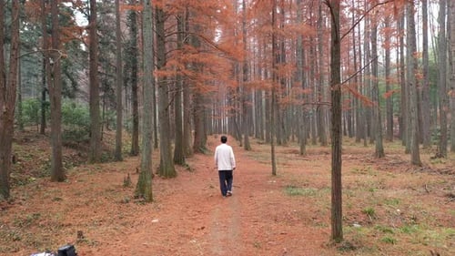 Drone Footage of Autumn Red Cypress Trees and Forest in Hangzhou Zhejiang Province China