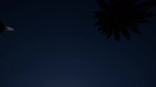 Night Plane Aircraft Starry Sky Palm Leaves