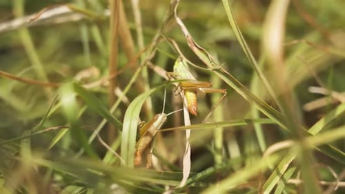 Grasshoppers Among Green Grass in Summer