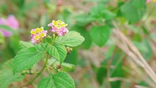 close-up of grass with yellow flowers