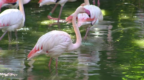Flamingos Wading in Pond at Daytime