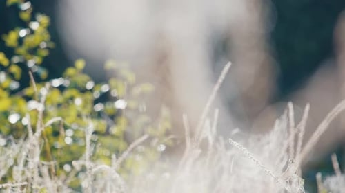 Spiders Web in the Morning Forest