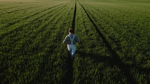 Aerial rear view of adult male farmer walking in green wheat field examining crop.