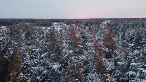 Aerial View of Snowy Forest and Village in Winter