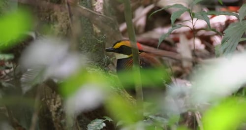 Pitta à bandes de Malaisie Hydrornis irena perchée dans la forêt tropicale humide