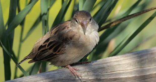 House sparrow perched on a piece of wood, France