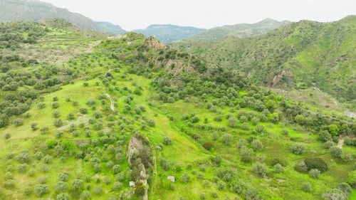 Travel In Calabria Land Of Olive Groves For Production Of Quality Olive Oil
