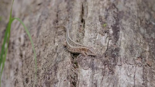 Small Lizard Resting on Textured Tree Trunk