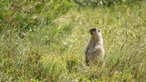 Une marmotte explore une prairie de montagne animée pendant une journée d'été ensoleillée