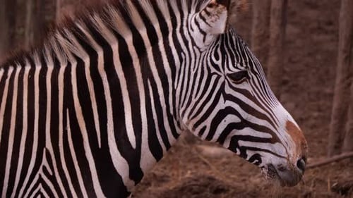 Close-up of Zebra's Striped Face