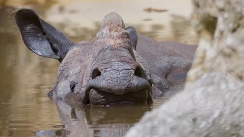 Indian Rhinoceros Relaxing in Water