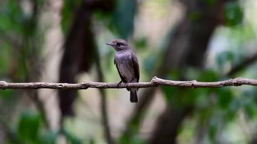The Asian Brown Flycatcher is a small passerine bird breeding in Japan, Himalayas, and Siberia; migr