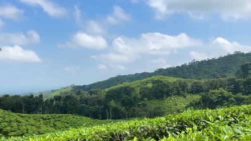 Plantation de thé touristique