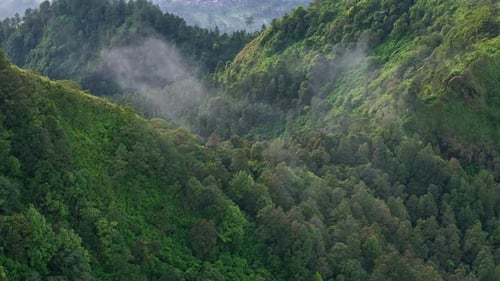 Leicht nebliger Nebel weht über den Bergwald.