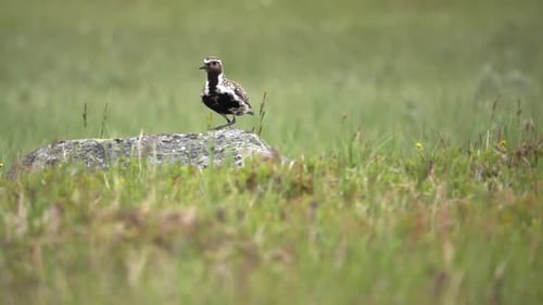 European Golden Plover in field, Sweden, 2022