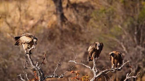 White backed Vulture in Kruger National park, South Africa
