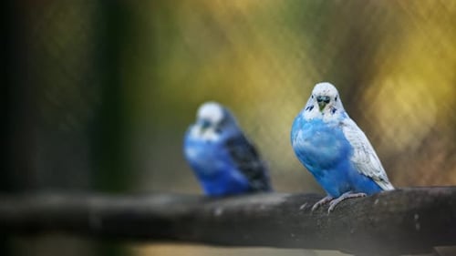 Loros periquitos azules sentados en una rama