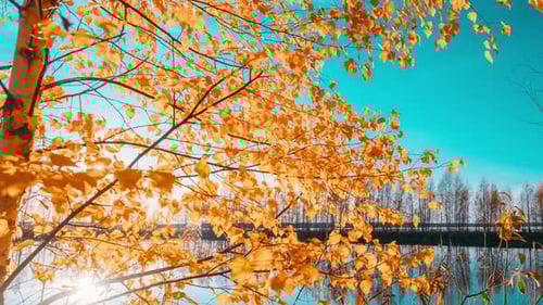 Slider Shot Autumn Forest Woods Lake Amazing Landscape Woodland Slider Time Lapse Timelapse Wide