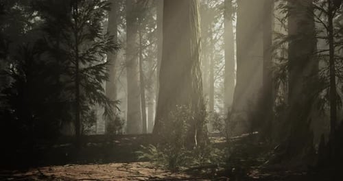 Sunlight Filtering Through Tall Trees in a Dense Forest During Early Morning