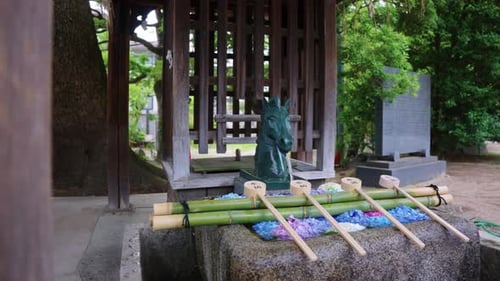 Ajisai Japanese Hydrangea in Purification Basin at Fujinomori Temple in Summer