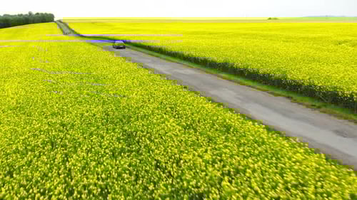 Aerial of Car Driving in Rural Countryside next to Canola Fields in Spring