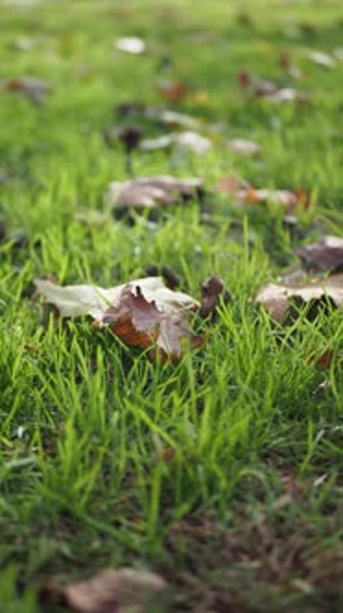 Fallen Leaves in Green Grass Closeup Autumn Garden with Dry Orange Foliage