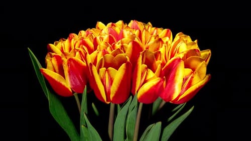 Red and Yellow Tulips Blooming in Bouquet