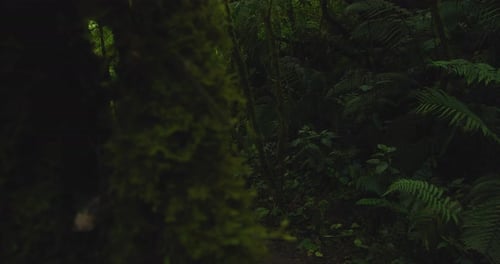 Dark forest with muddy rocky path winding through dense ancient jungle undergrowth