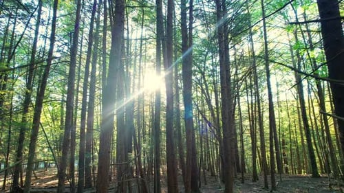 belles images de drone douces et basses d'une forêt de pins avec une belle lumière dorée