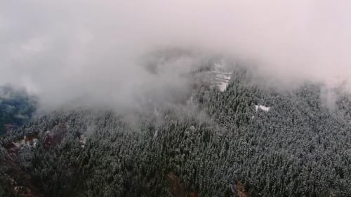 Fog Over Snowy Forest