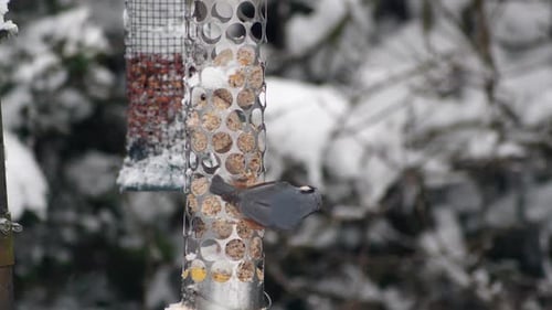 Slow motion of a Nuthatch analysing a fat ball bird feeder and surveying the surrounding wintry snow