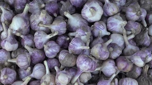 Garlic
