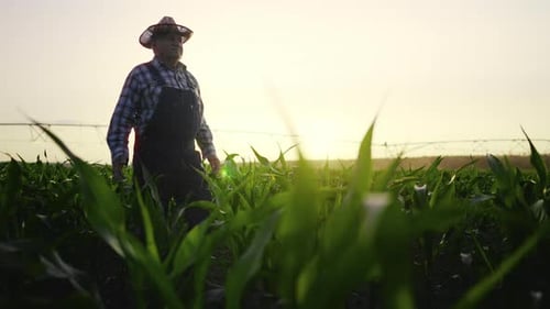 Enjoy Calm Rural Life Elderly Man Strolling in Agricultural Field in Summer Aged Farmer Admiring