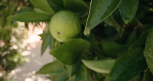 Closeup of Oranges Growing on a Tree in the Garden at Home