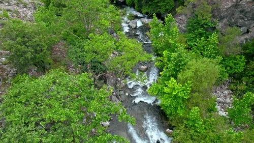 Arroyo que fluye a través de exuberantes