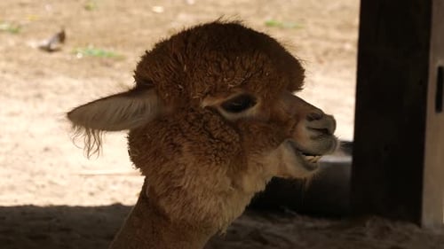The alpaca (Lama pacos), close-up shot