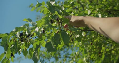 Primer plano de manos femeninas recogiendo moras, hojas de morera, los rayos del sol atraviesan las hojas