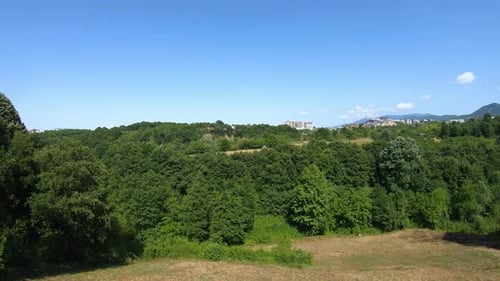 Aerial Green Forest