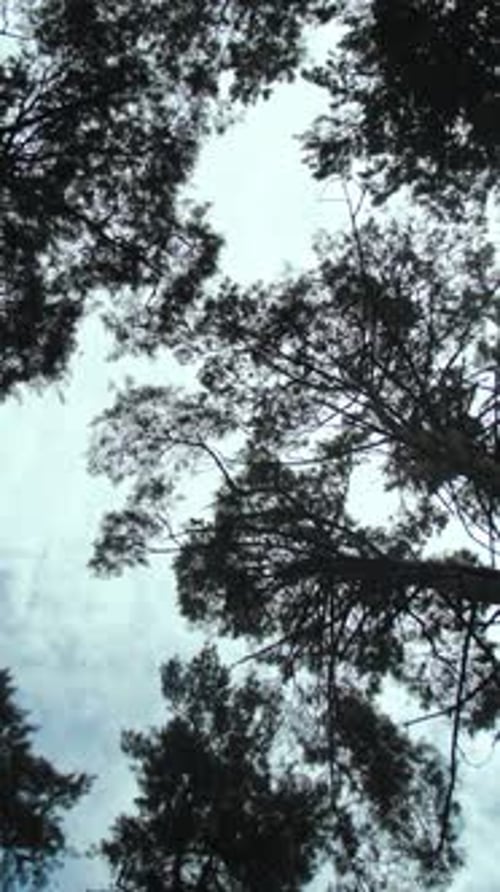 VERTICAL VIDEO Look Up to Pine Trees in Cloudy Day Pine Forest Rotating Shot Below Trees In Autumn