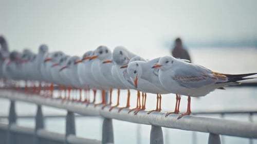 Möwe